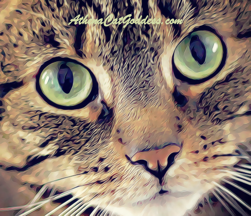 tabby cat art close up with big eyes staring into camera