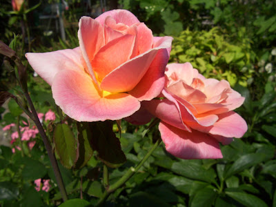 Floribunda rose - 'Patricia' - blooms half-open