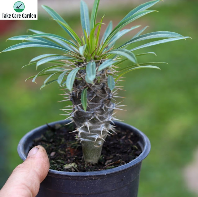 Um guia para cultivar e cuidar da palmeira de Madagascar (Pachypodium lamerei)