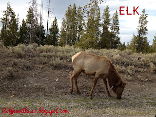 Elk in Yellowstone