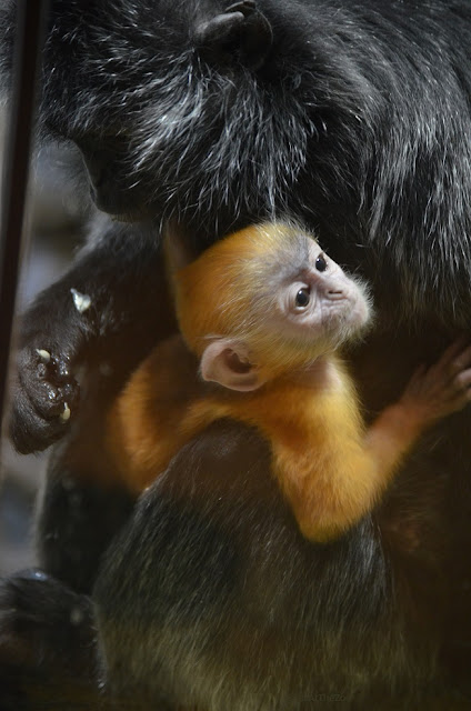 The orange baby langur clutches its mom and looks about.