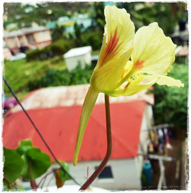 edible-nasturtiums