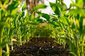 What are plantation crops? characteristics and examples