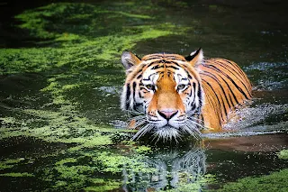 Tiger in India