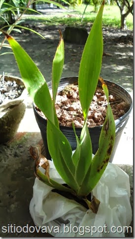 planta planta
