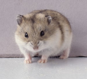 Dwarf Hamster Babies