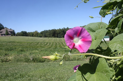 morning glory 31 days to better photo f22