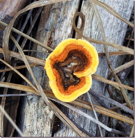 mushroomDSCN5055
