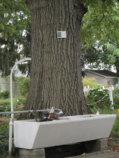 Wash basin next to huge old Pin Oak