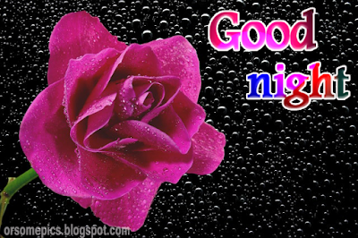 Good Night Rose Images Pictures