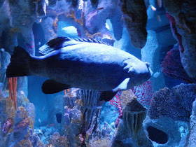 visite du New England Aquarium Boston