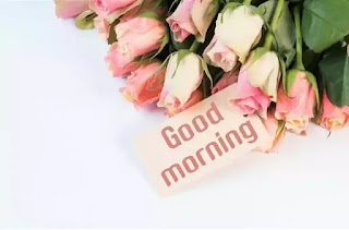 Good morning rose images