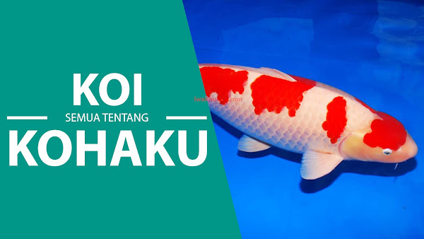 KOHAKU KOI: 1 Dari 10 Ikan KOI yang Wajib Ada di Kolam Ikan Hias Kamu!