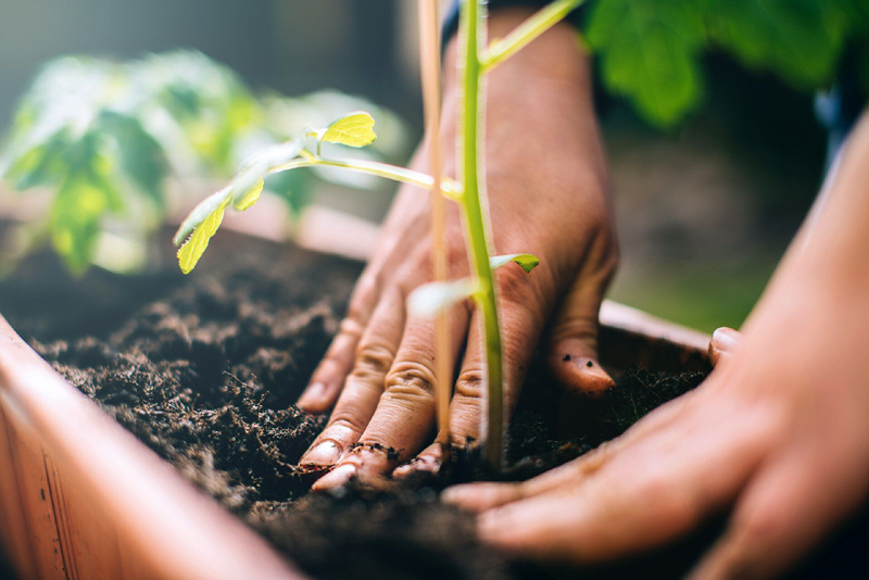 How to Identify Your Garden's Soil Type