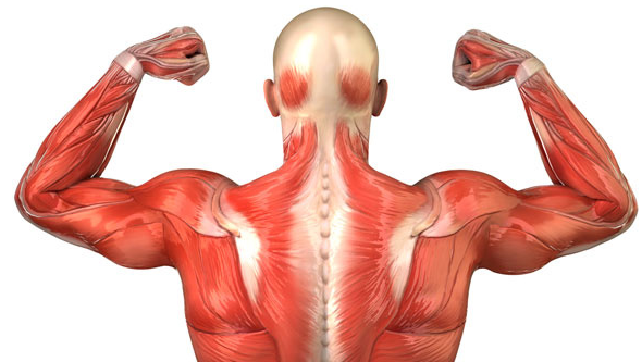 Otot disebut alat gerak aktif
