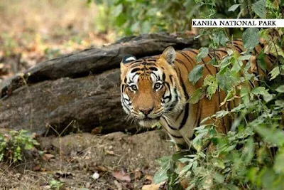 kanha national park