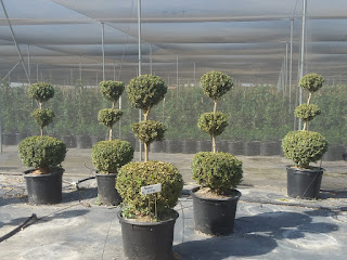 3 tier, poodle, boxwood