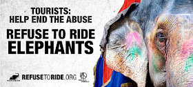 Peace 4 Animals and Wildlife SOS have joined forces to launch the campaign "Refuse to Ride Elephants: End The Abuse," in India, which is aimed to raise awareness to the abuse and enslavement of the exploitative "elephant riding" tourism industry.