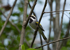 Golden-winged Warbler - Shumsky Road, Michigan, USA