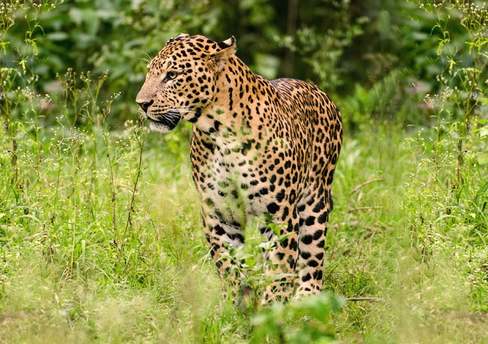 Shoolpaneshwar Wildlife Sanctuary