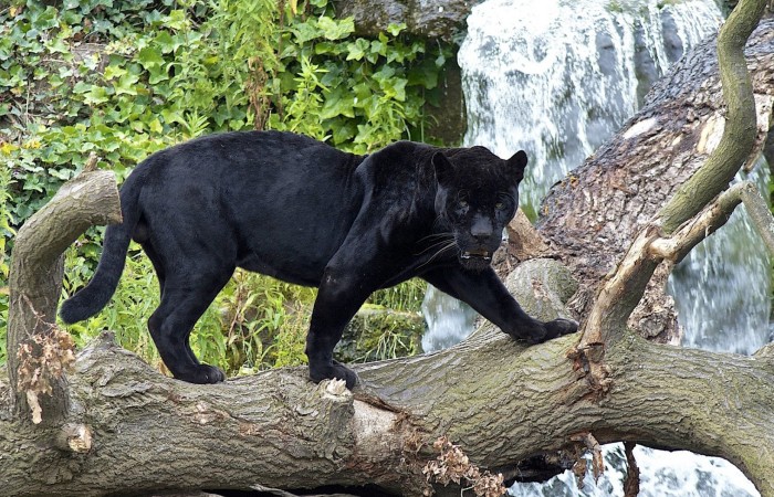 Gambar Foto Harimau Kumbang Terbaru