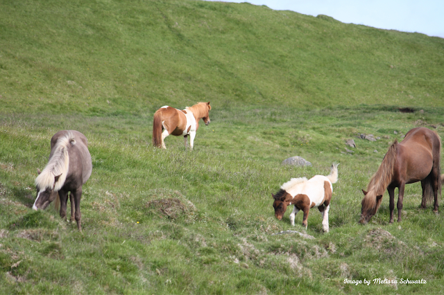 Beautiful Icelandic horses nibbling on a hillside.