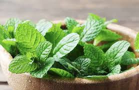 Mint Home Remedies