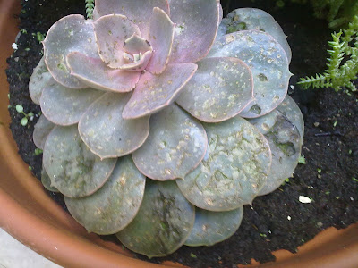 succulents, hail damage