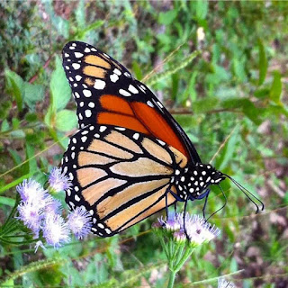 Danaus plexippus alimentándose de una asteráceae