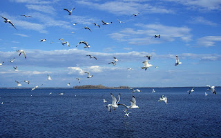 Seagulls Over The Sea