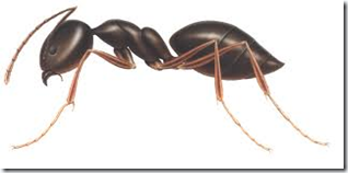 Apache ANT