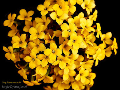 Flor da Fortuna - Kalanchoe blossfeldiana