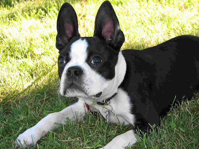 Boston Terrier Puppy Pictures