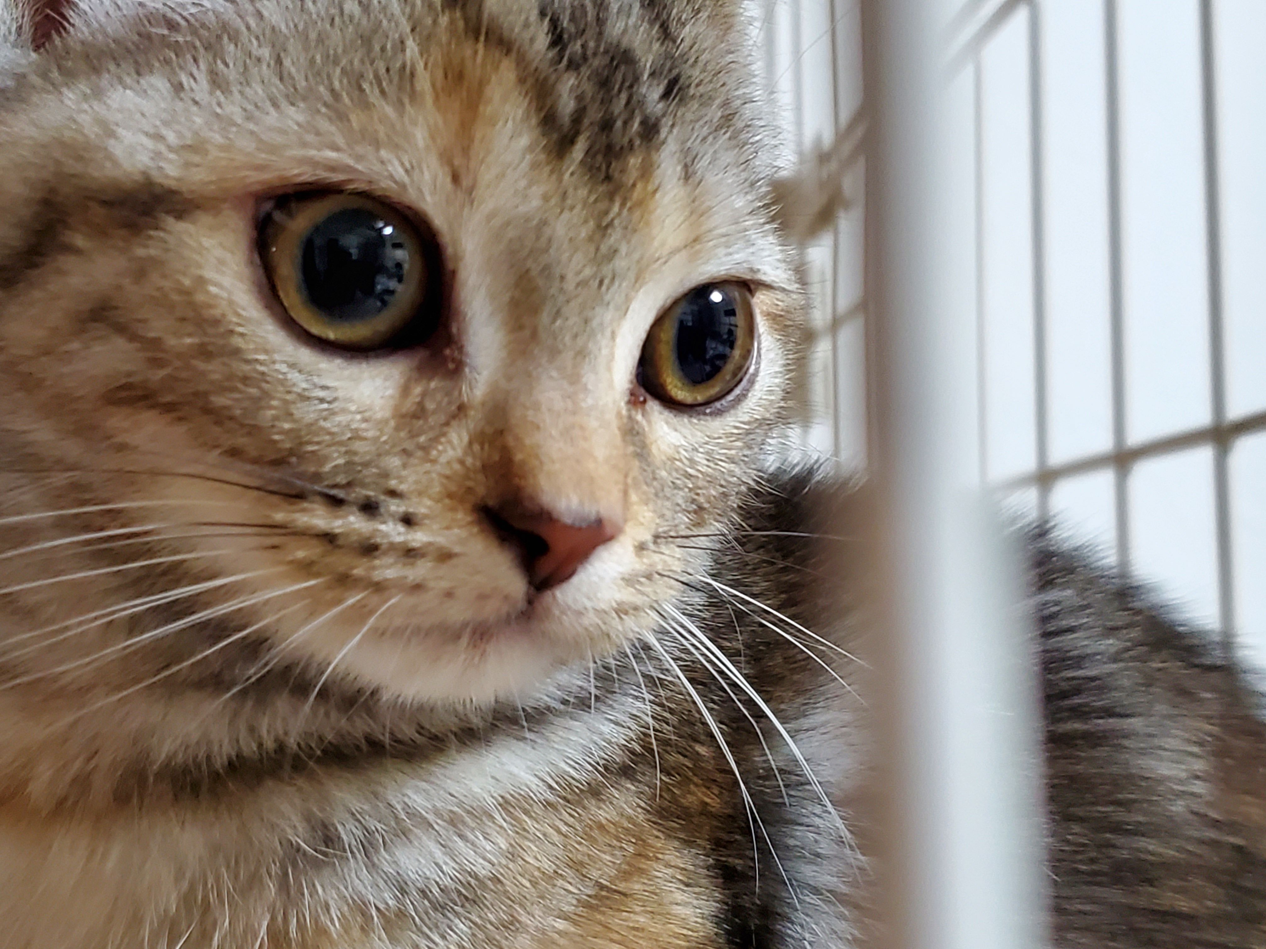 毛糸だまのstew 仔猫が我が家にやってきたよ 毛糸だまのstew 仔猫が我が家にやってきたよ