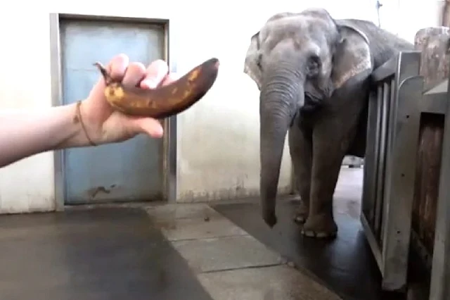 Elefante asiático aprende a pelar plátanos por sí solo, dejando asombrados a los científicos en el zoo de Berlín