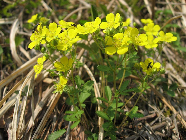 Лапчатка Фрейна (Potentilla freyniana)