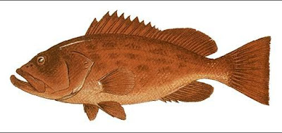 Grouper