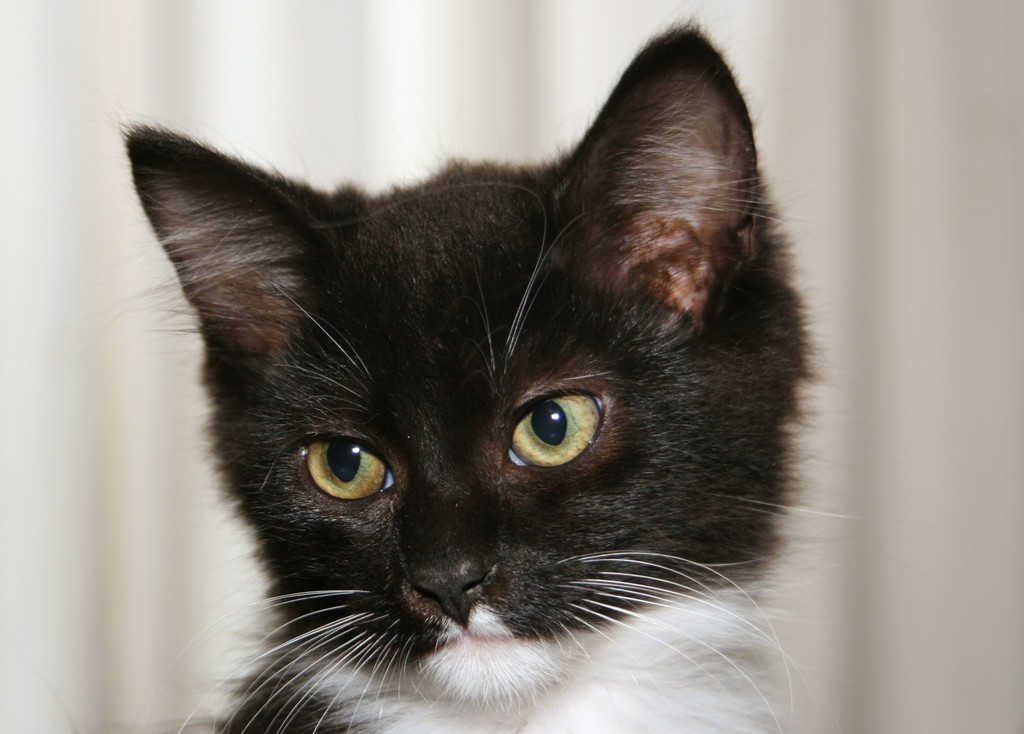WiShe The Tuxedo  Kitten  Today The Feral Life Cat  Blog