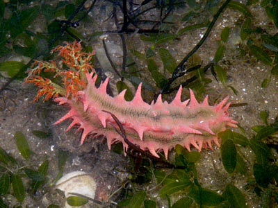 Pink Thorny Sea Cucumber (Colochirus quadrangularis)