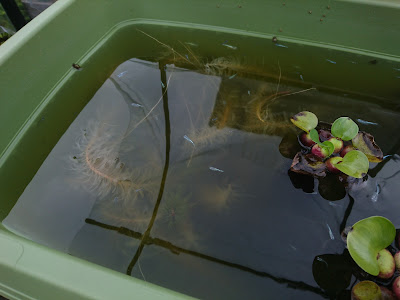 メダカをプランターで育てる 園芸用のプランターで飼育に最適な環境を目指す メダカの大工