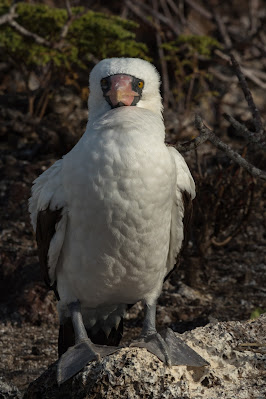 Nazca Booby, Genovesa Island