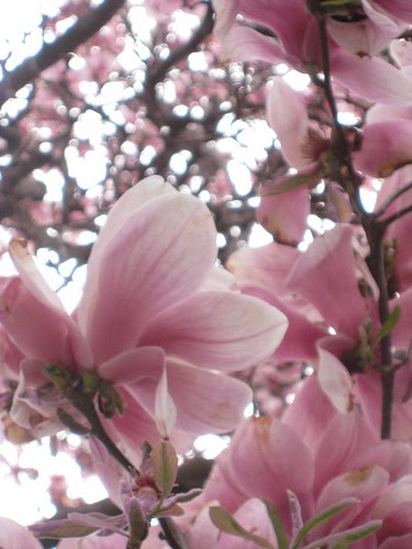 pink magnolia tree pictures. pink magnolia tree pictures.