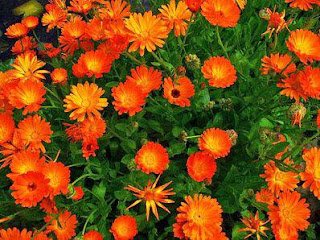 الزهرة البرتقالية Calendula officinalis