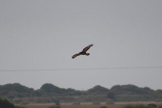 Common Buzzard