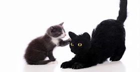 kucing hitam dan alergi