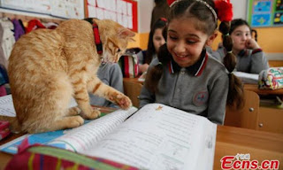 Conoce a Tombi, el gato que asiste a la escuela primaria en Turquía