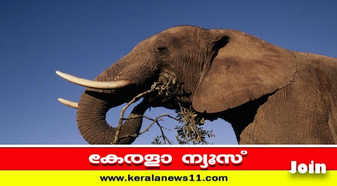 kerala news updates: നീലഗിരിയില്‍ കാട്ടാന ആക്രമണത്തില്‍ കർഷകന് ദാരുണാന്ത്യം