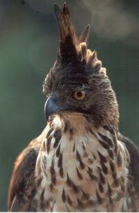 Gambar Foto Hewan  foto burung  elang  jawa