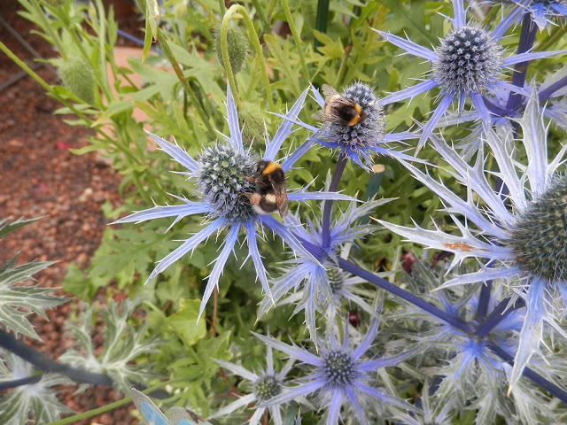 Garden visit, Gardener's World Live. 2018.  By UK garden blogger secondhandsusie.blogspot.com #gardenersworldlive #gardenersworldlive2018 