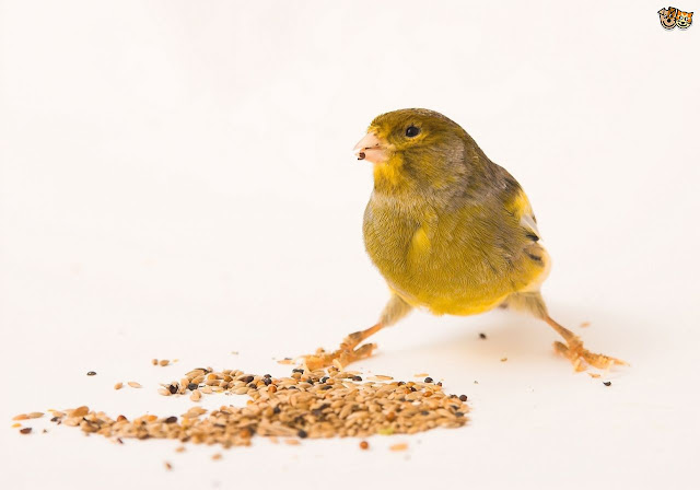 Types Of Bird Seeds
